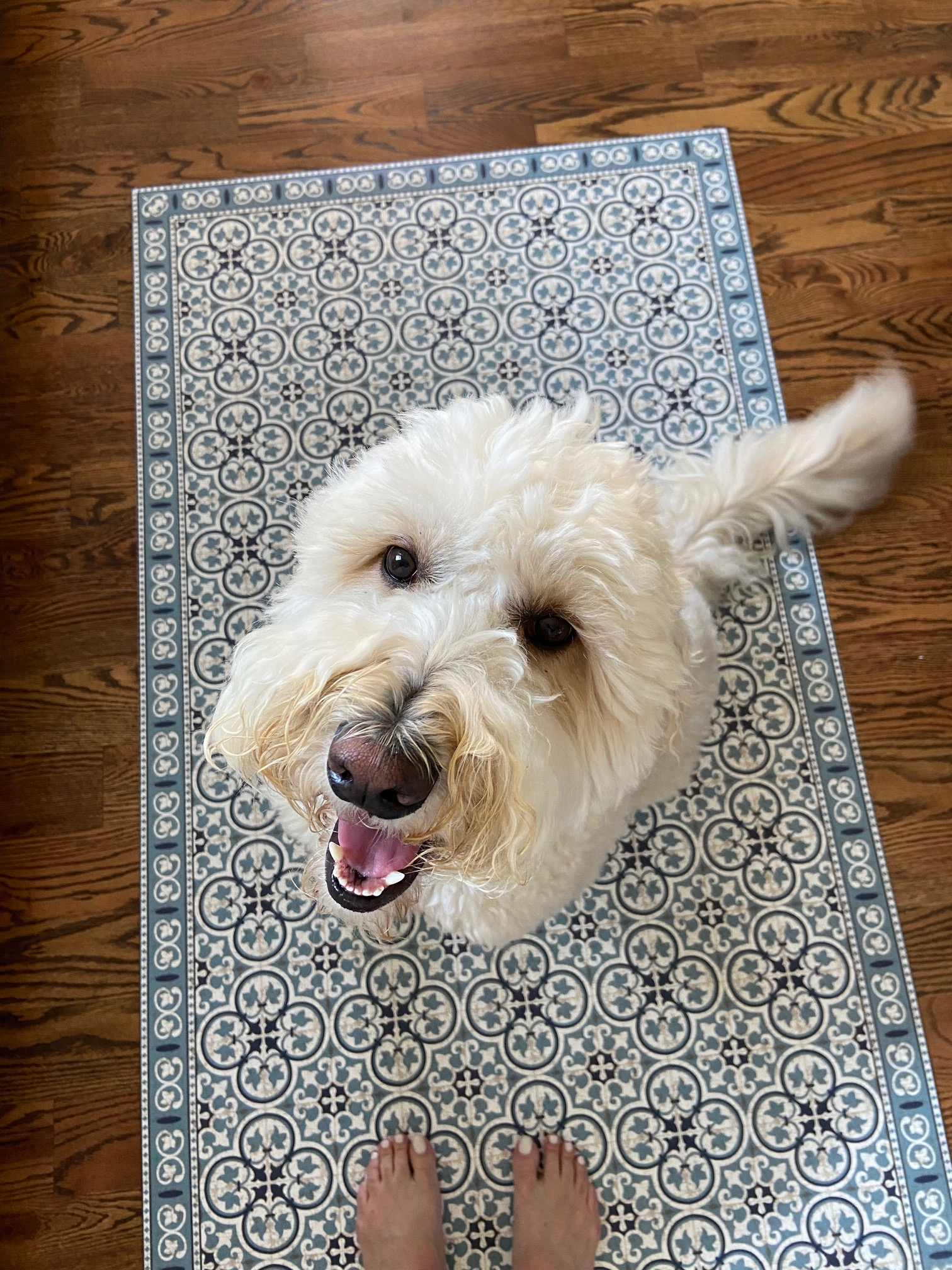 Dog proof floor outlet mat